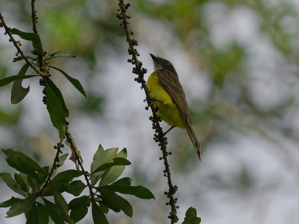 Roestvleugeltiran (Myiozetetes cayanensis)